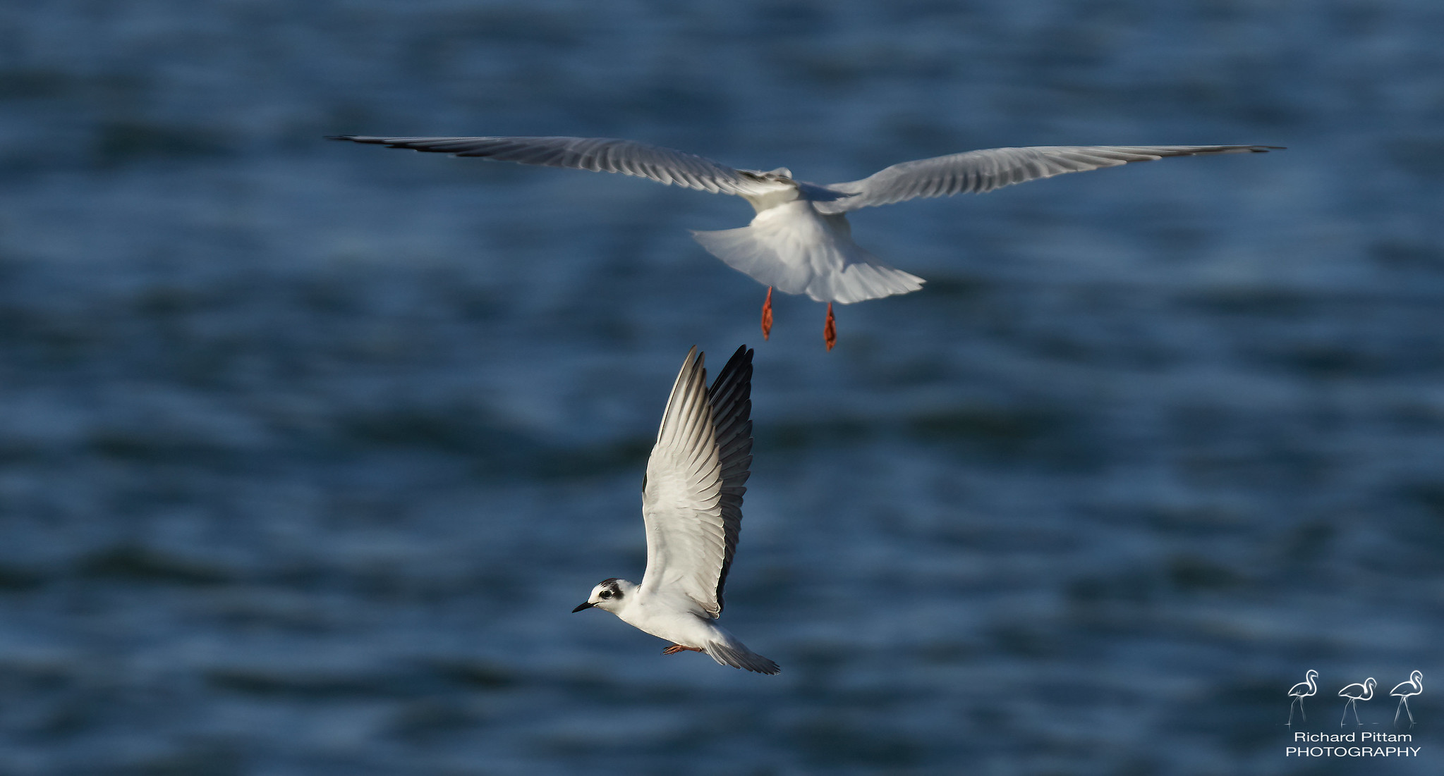 White-winged [black] Tern - harassed by gulls