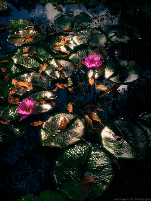 Water Lillies at the Conservatory Gardens in Central Park