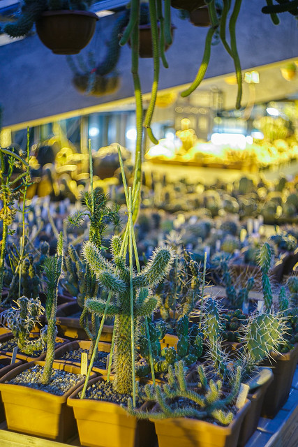 Greenhouse cactus