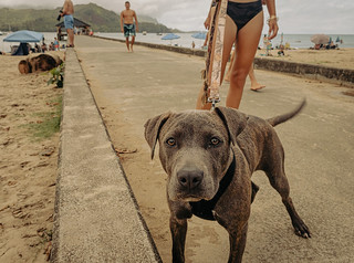Thumbnail image for album (Woman and doggo on the pier at Hanalei)