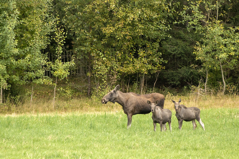 Mother moose and calves