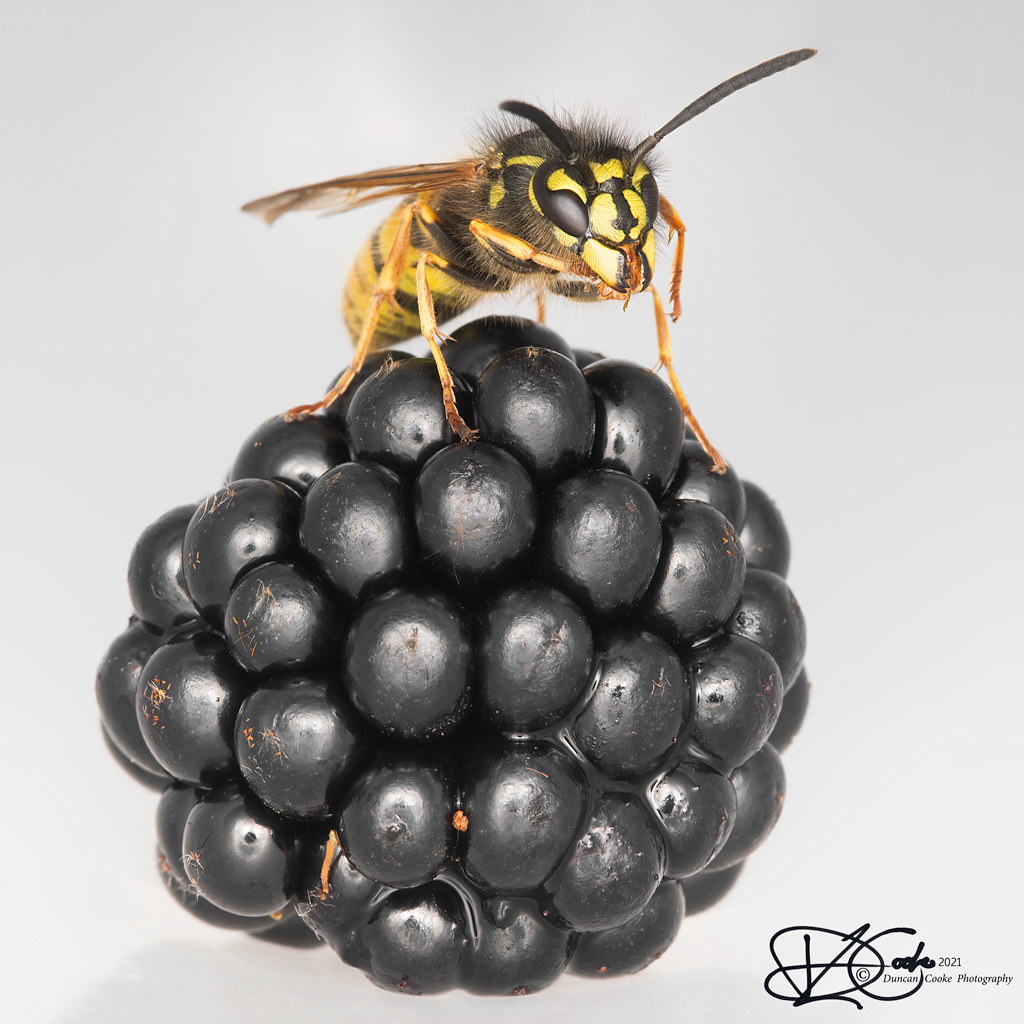 B57I8969-Common-Wasp,-Vespula-vulgaris