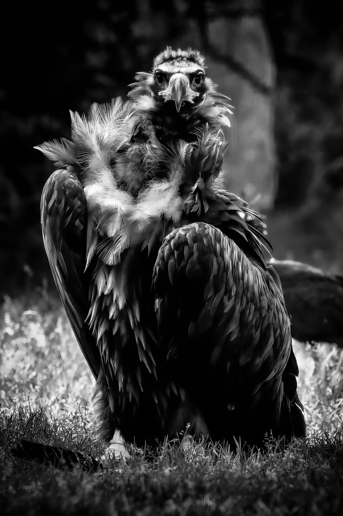 European black Vulture_CZ_20-09-21_001
