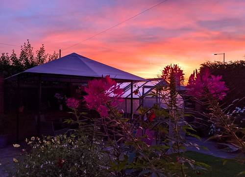 Violet Cleome Sunset by stephen.mulvaneym, At long last I managed to catch the great flowers of Cleome as the sun set last night the flowers ar