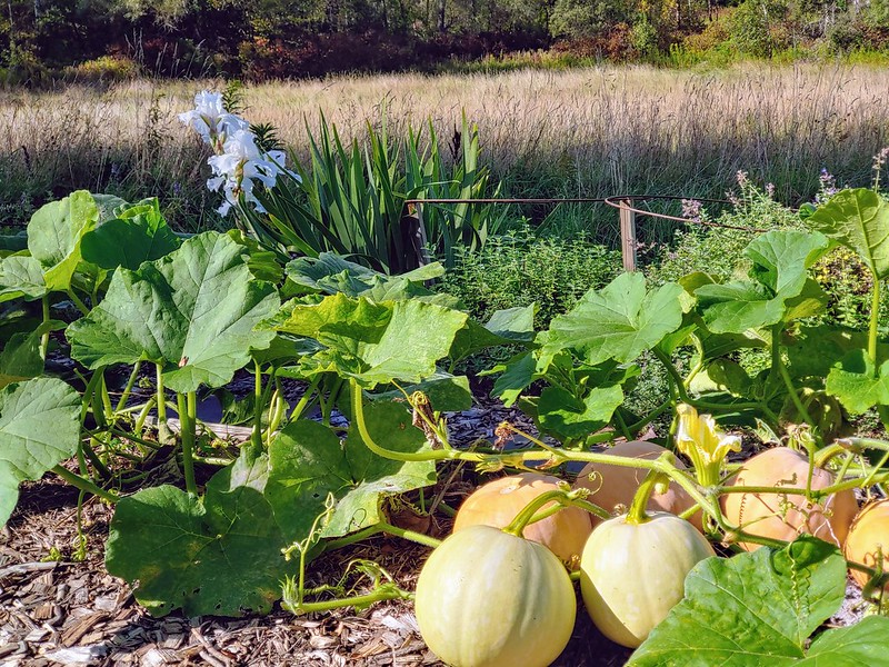 Mystery Hybrid Squash thriving in the open garden (in the ground)
