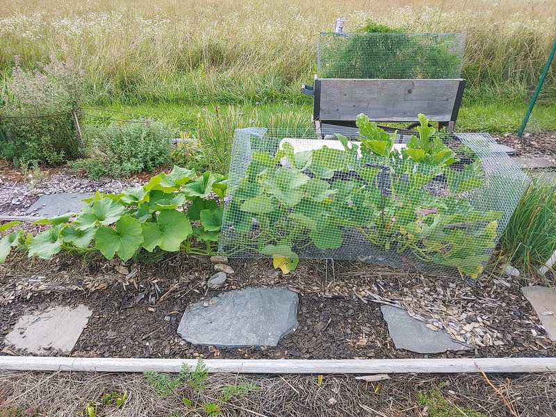 Gray Zucchini & Mystery Squash growing in the open garden