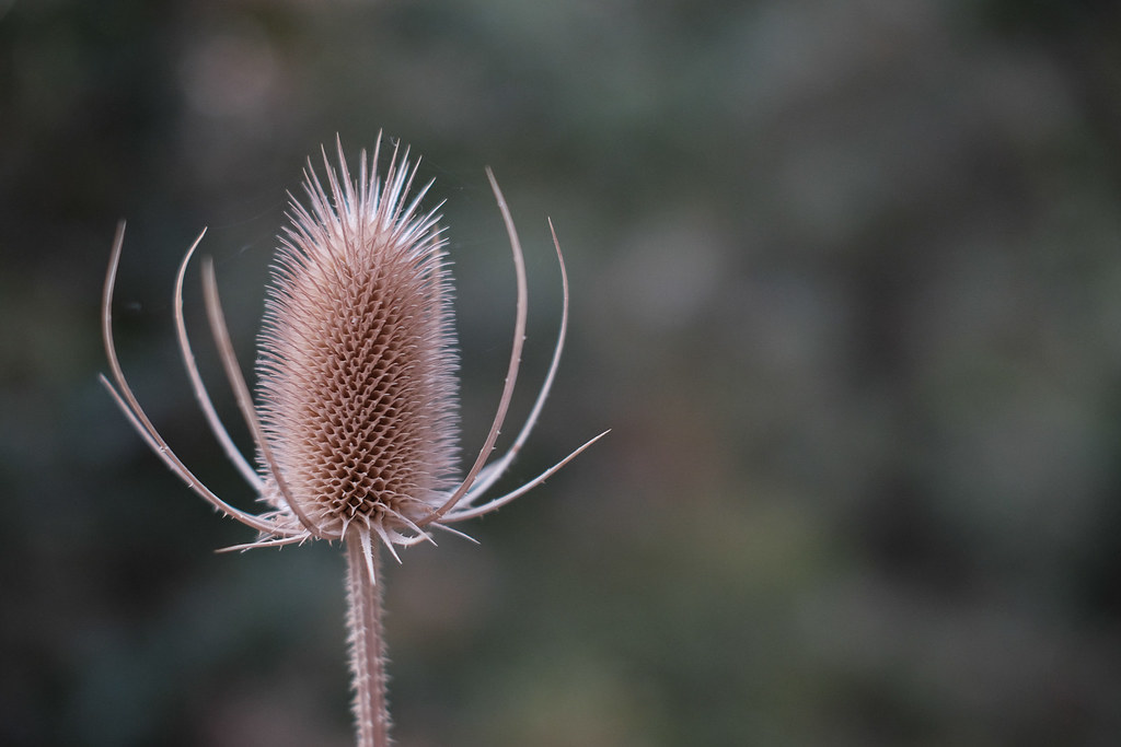 Day 12 - Project 365 - “Thistle”