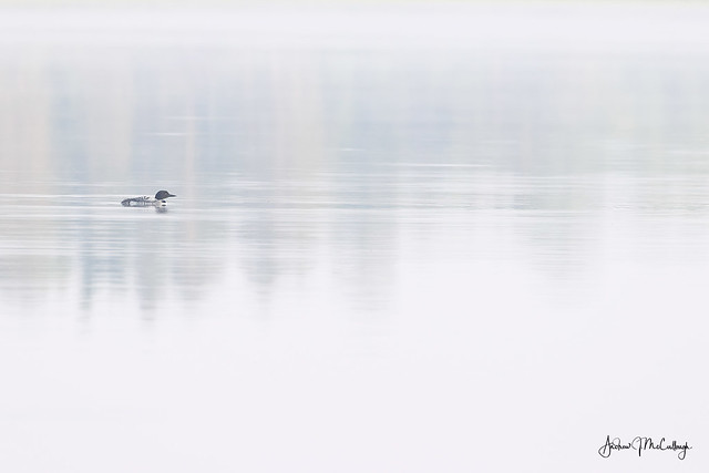 Loon on Foggy Lake Itasca