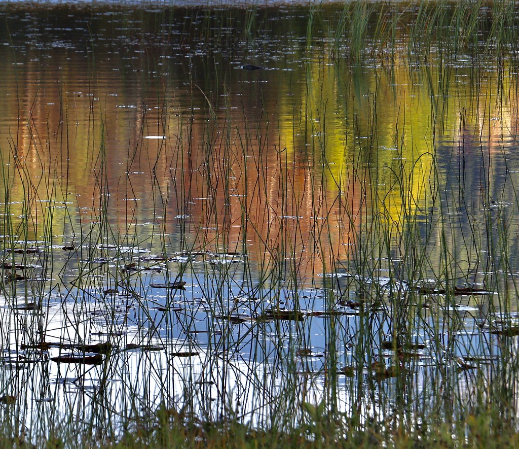 Autumn reflections by the water lilies