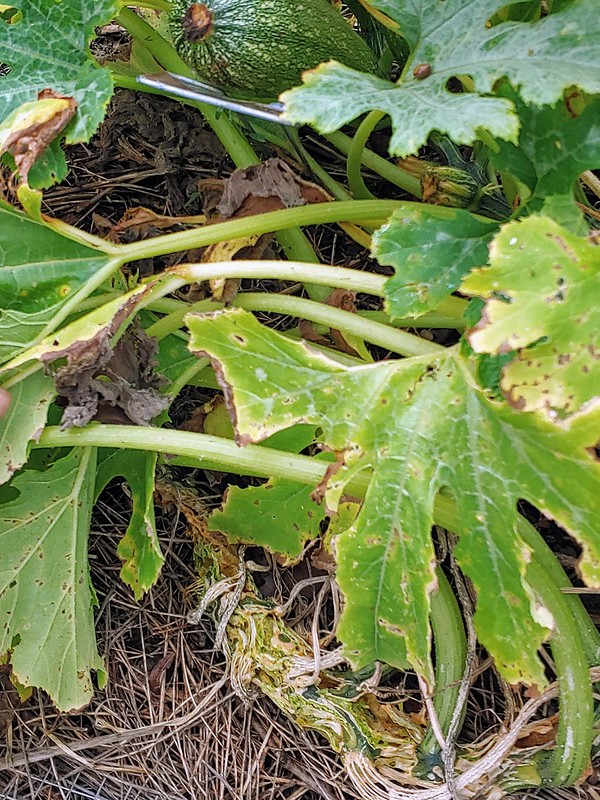 Gray Zucchini in the open garden, struggling