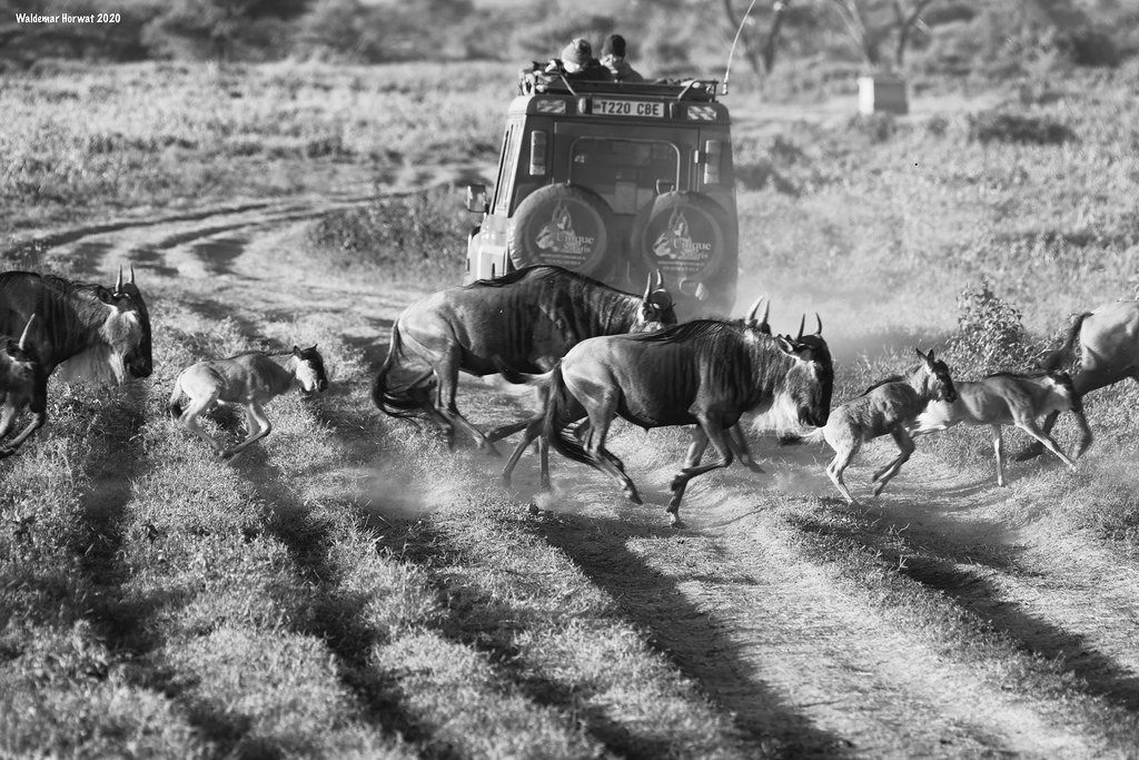 Wildebeest Road Crossing