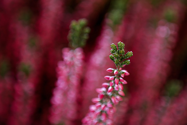 Swaying between pink and green