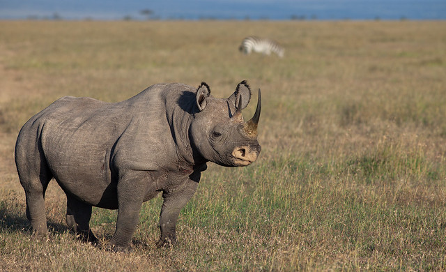 World Rhino Day - 22 September 2021
