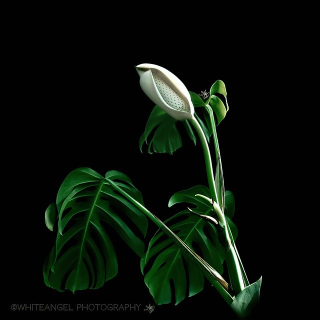 ©WhiteAngel Photography. Monstera deliciosa in blossom. (Focus on the upper half part of the plant in natural daylight) . Zoom it!