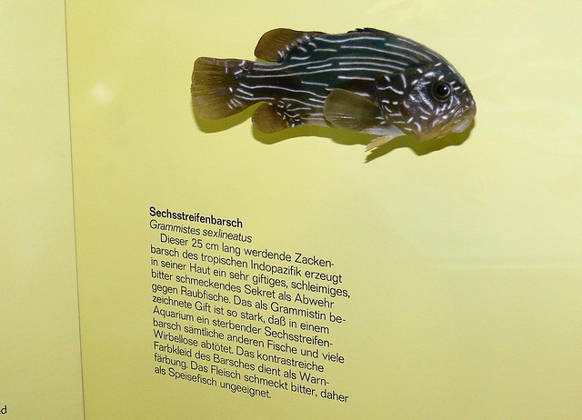 Sechsstreifenbarsch (Grammistes sexlineatus) P1170421