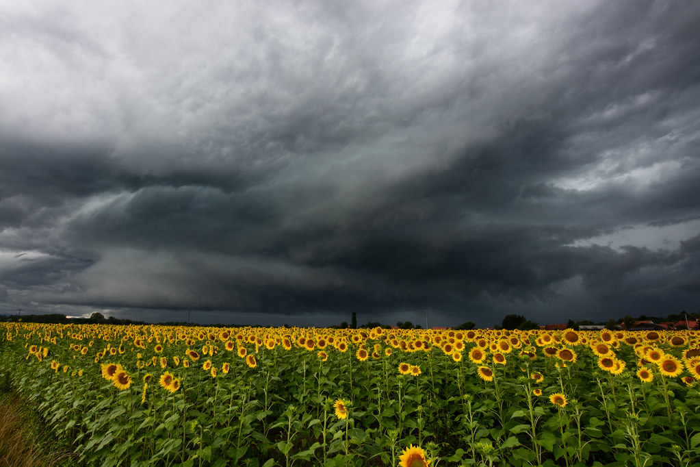 Dark sky over a field of sunflowers