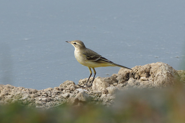 K32P6278c Yellow Wagtail, Welney Washes WWT, September 2021