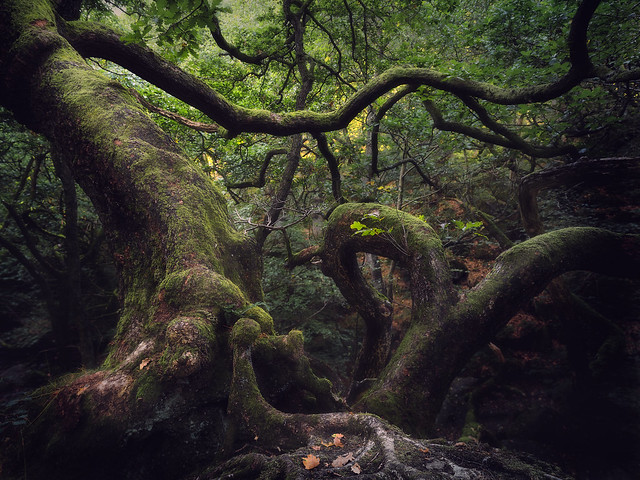 Padley Gorge Tree
