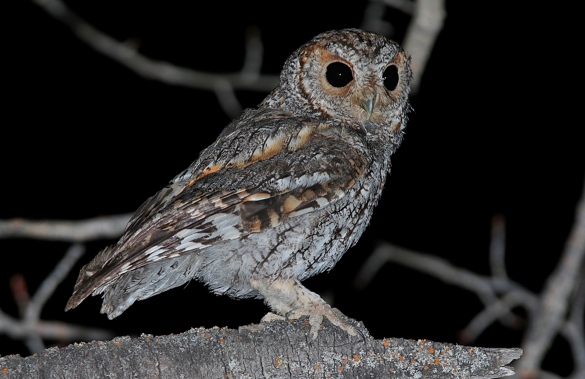 2021 Flammulated Owl Count