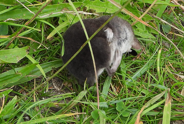 Pygmy Shrew scratching while eating.