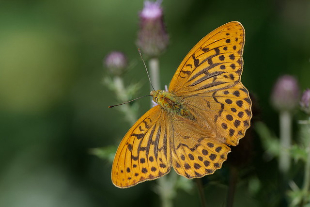 Tabac d'Espagne - Silver-washed Fritillary