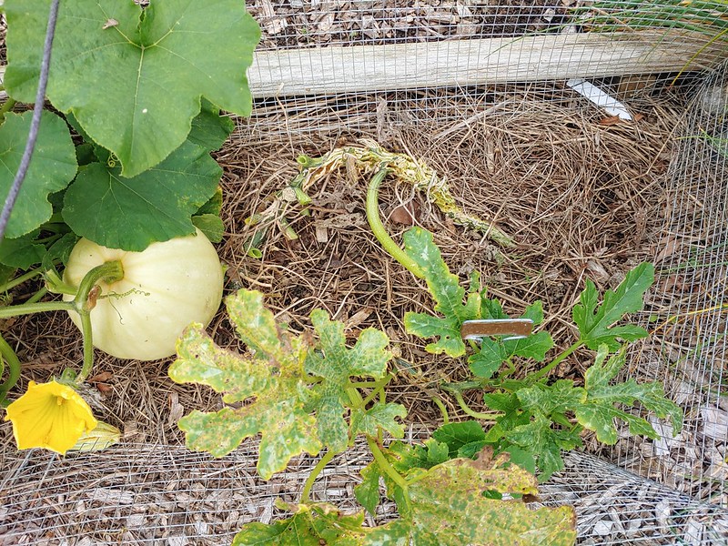 Zucchini and mystery squash growing in the open garden