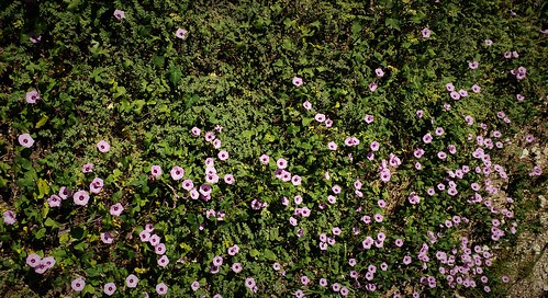 wildflower native morningglory lawn centraltexas hillcountry comalcounty backyard flower hummingbirdattractor pink green landscaping autumn
