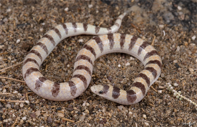 Banded Sand Snake (Sonora cincta)