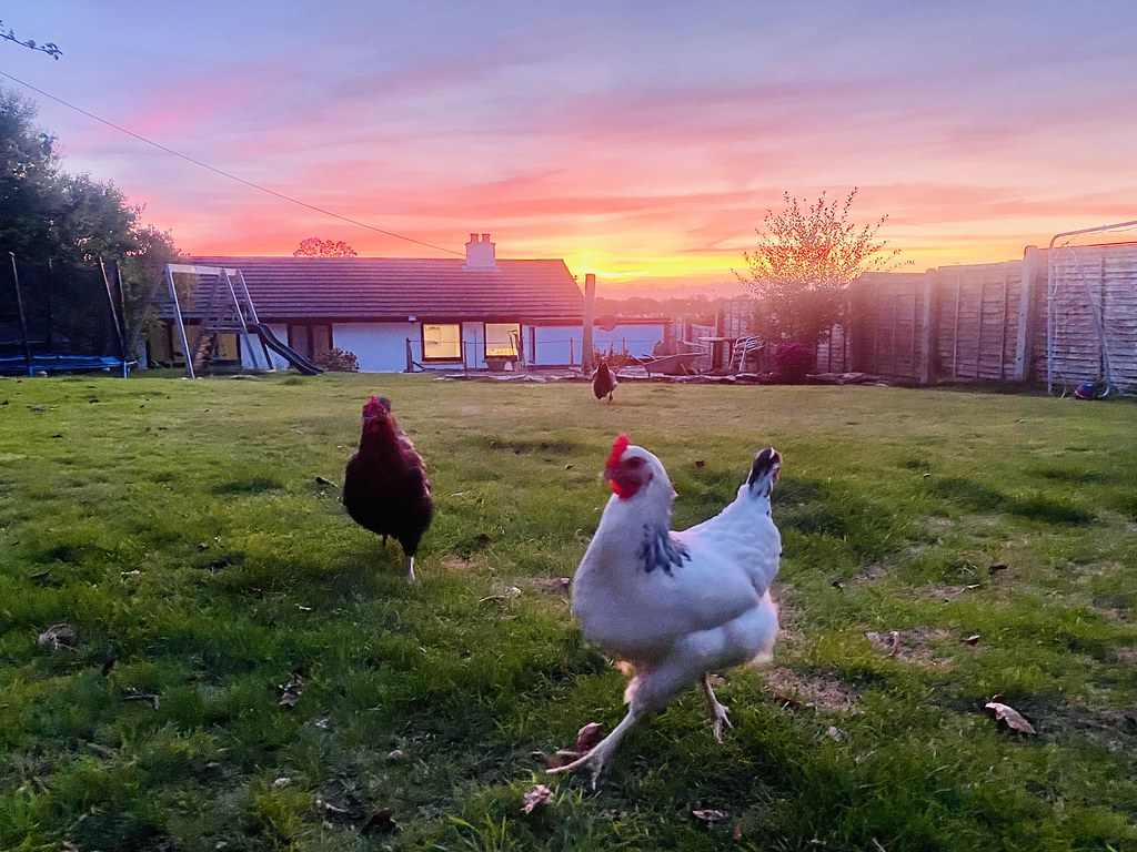 Egg-cellent sunset