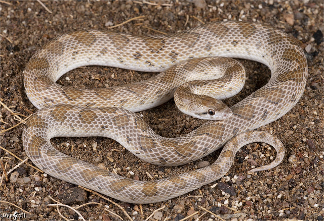 Peninsular Glossy Snake (Arizona pacata)