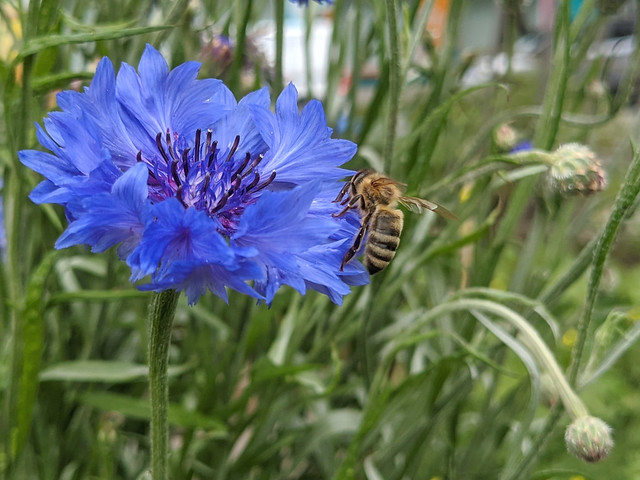 Bee on cornflower