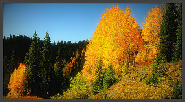 Fall in the Colorado High Country~ in Explore
