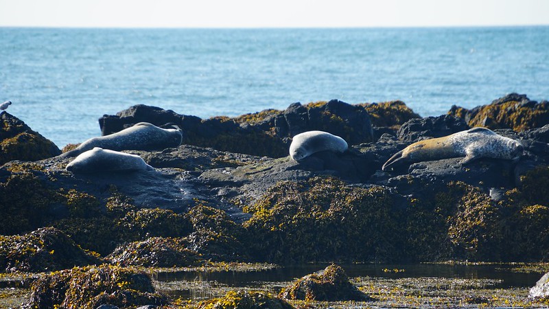 De la península de Snaefellsnes a los Fiordos del Oeste: focas y frailecillos - Islandia sin prisas... ¡Y con volcán en erupción! (5)