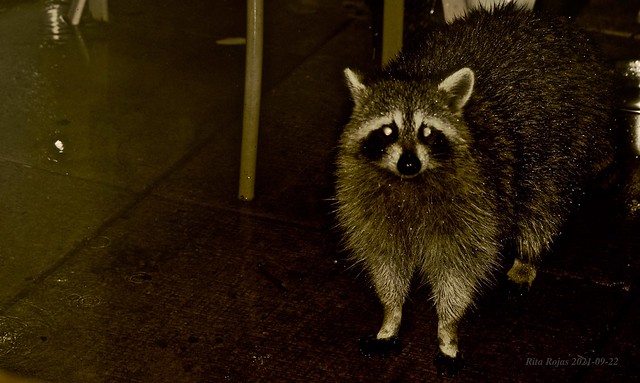 2021-09-22     -   A very big and wet Raccoon on my Patio   -