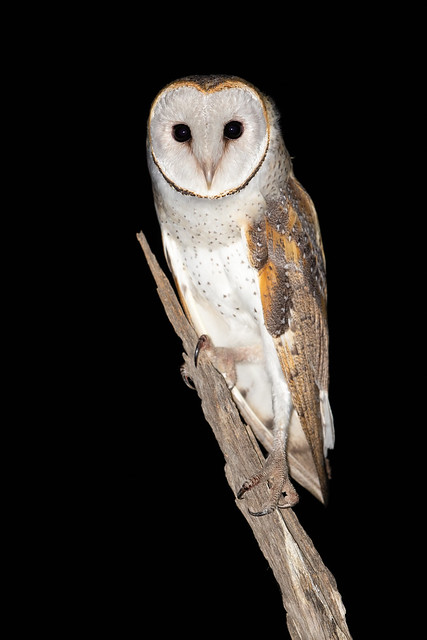 Eastern Barn Owl - Tyto javanica