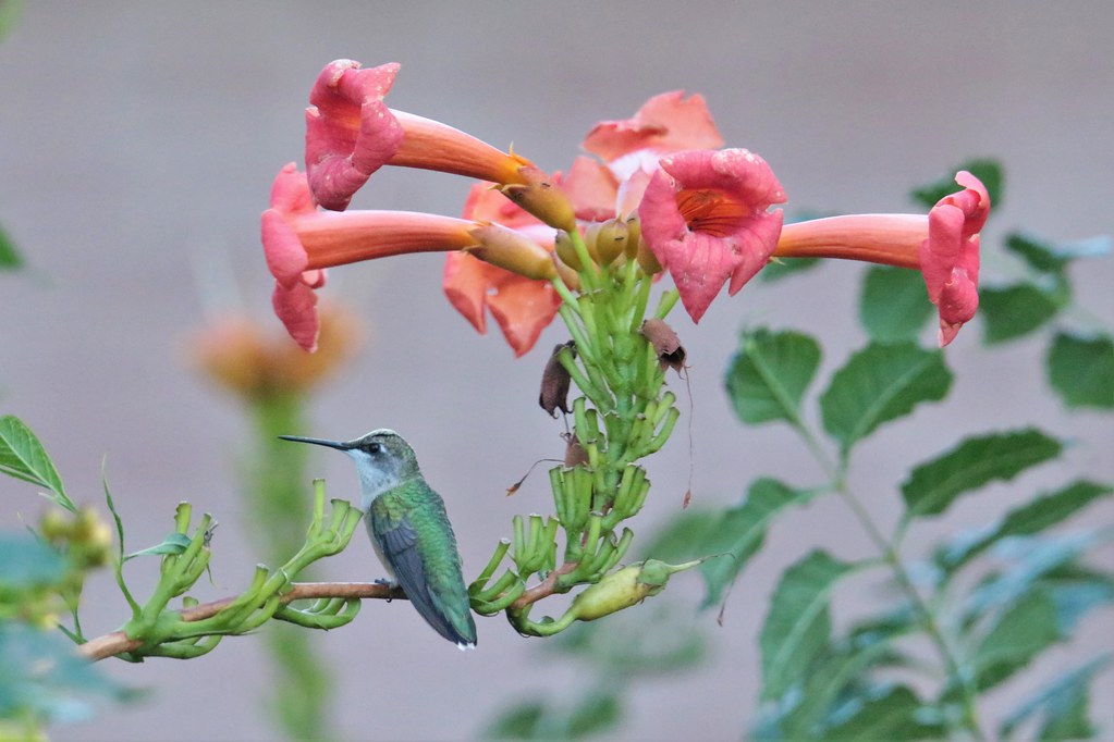 Ruby-throated Hummingbirds (Archilochus colubris) & Rufous Hummingbirds ...