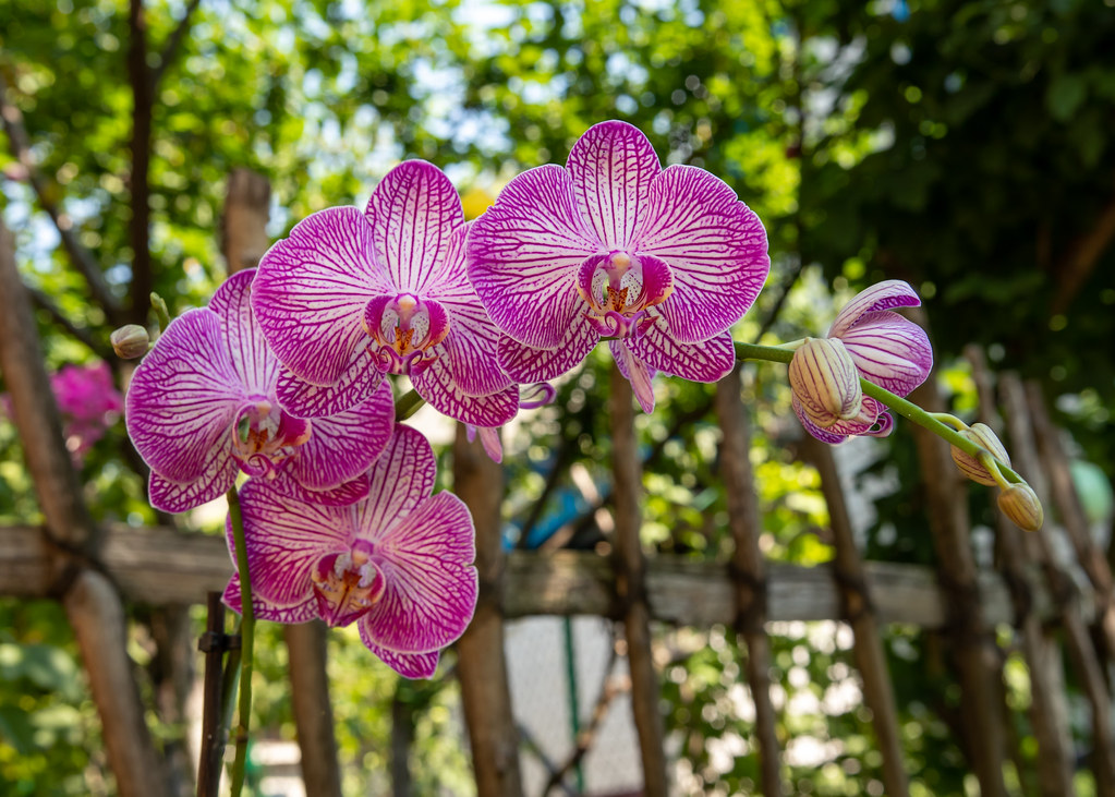 Orchids: “Hey dude, wake up!”