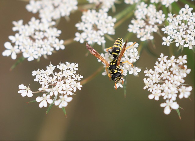 Polistes dominula / European Paper Wasp / Franse veldwesp