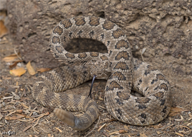 Baja California Rattlesnake (Crotalus enyo enyo)