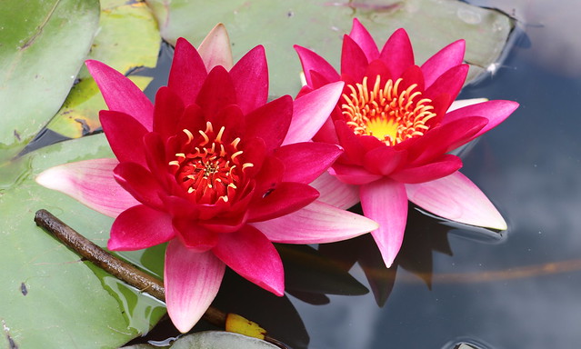 Ninfee - Water lilies
