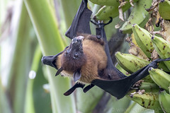 Indische Flughunde - greater indian fruit bats of sri lanka