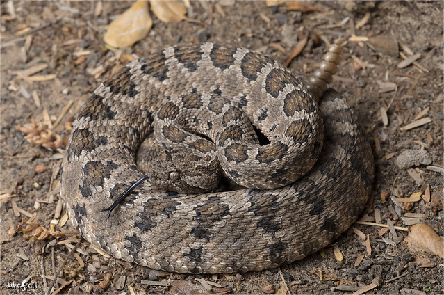 Baja California Rattlesnake (Crotalus enyo enyo)