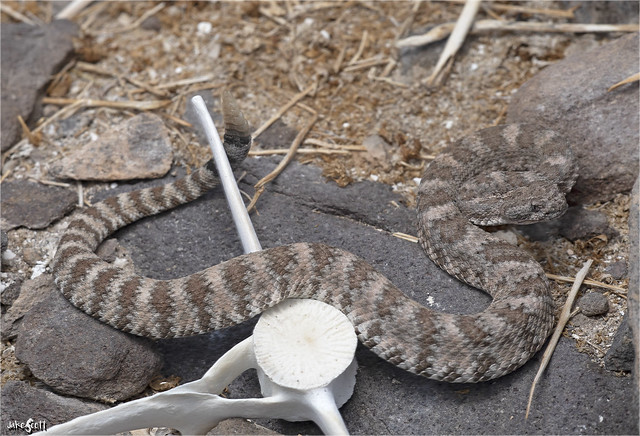 El Muerto Island Speckled Rattlesnake (Crotalus muertensis)