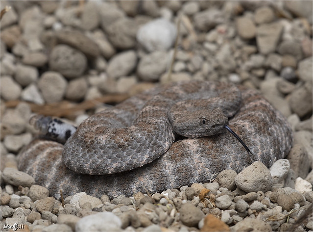 El Muerto Island Speckled Rattlesnake (Crotalus muertensis)