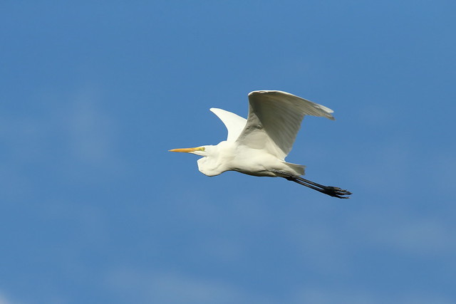 Grey heron