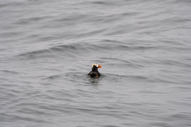 Tufted Puffin at the Farallon Islands