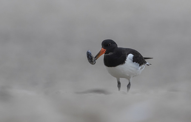 Oystercatcher with a catch