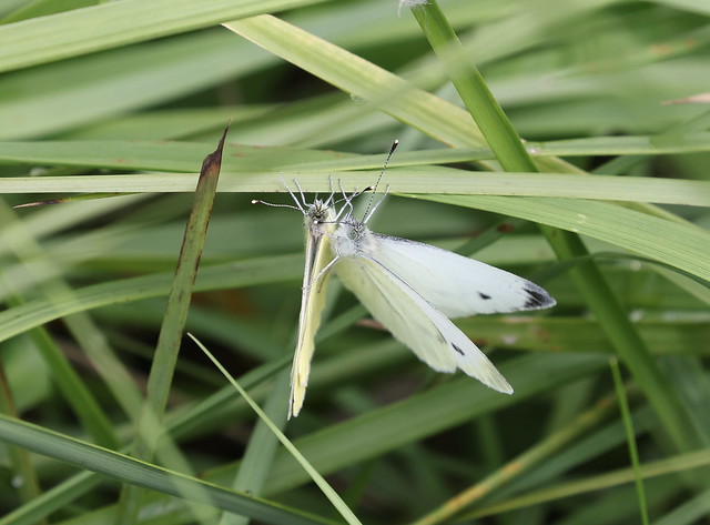 Grønåret kålsommerfugl (Green-veined White / Pieris napi)