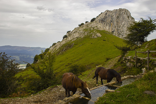 Horses drinking with Mugarra mountain in the background