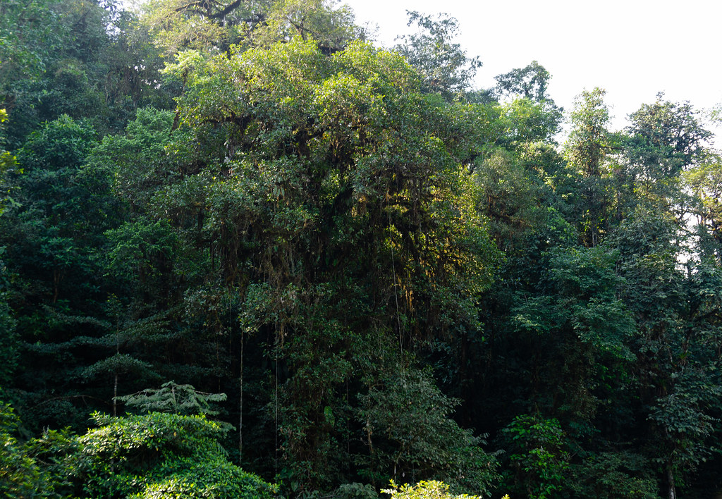 Nature in Mashpi's rainforest
